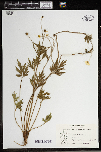 Ranunculus repens image