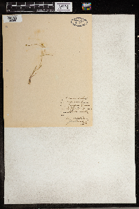 Ranunculus repens image