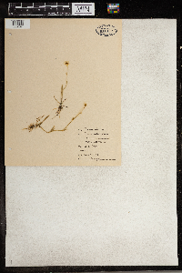 Ranunculus flammula var. reptans image