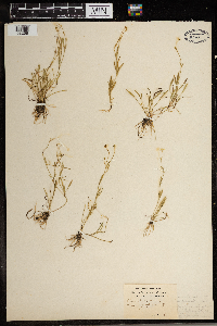 Ranunculus flammula var. reptans image