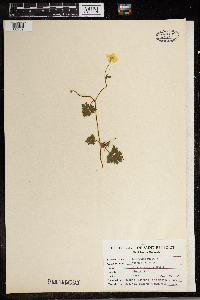 Ranunculus repens image