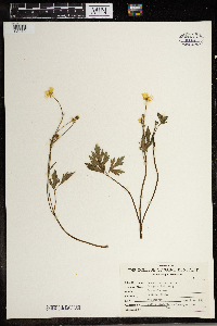 Ranunculus repens image