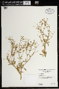 Ranunculus sceleratus image
