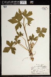 Ranunculus sceleratus image
