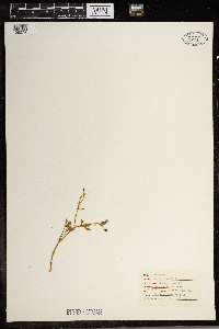 Ranunculus sceleratus image