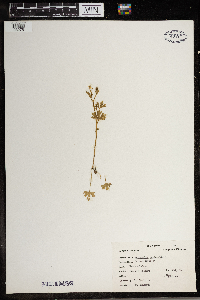 Ranunculus sceleratus image
