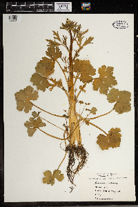 Ranunculus sceleratus image