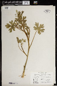 Ranunculus sceleratus image