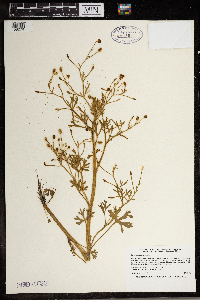 Ranunculus sceleratus image