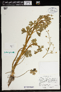 Ranunculus sceleratus image