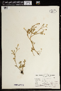 Ranunculus sceleratus image