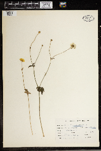 Ranunculus hispidus image