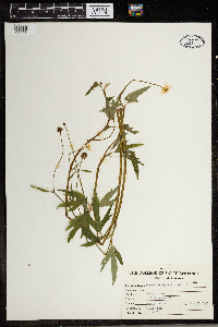 Ranunculus hispidus image