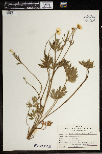 Ranunculus hispidus image