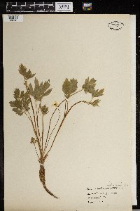 Ranunculus hispidus image