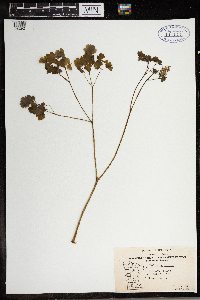 Thalictrum dioicum image