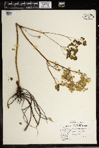 Thalictrum dioicum image