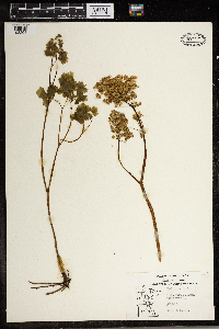 Thalictrum dioicum image