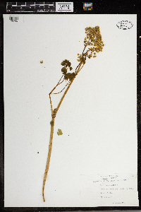 Thalictrum dioicum image