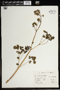 Thalictrum dioicum image