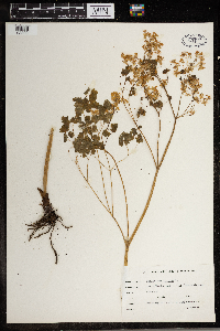 Thalictrum dioicum image