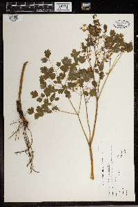 Thalictrum dioicum image