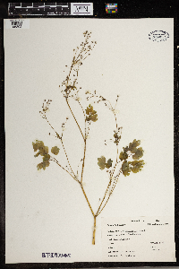 Thalictrum dioicum image