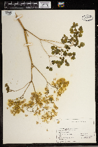 Thalictrum dioicum image