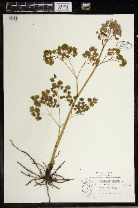 Thalictrum dioicum image
