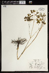 Thalictrum dioicum image