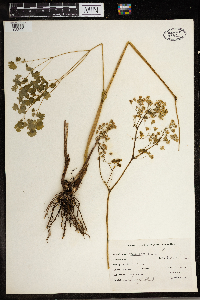 Thalictrum dioicum image