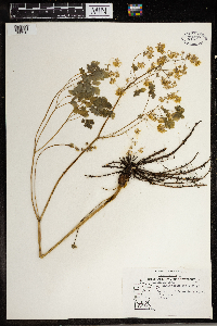 Thalictrum dioicum image