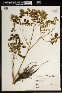 Thalictrum dioicum image