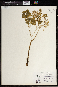 Thalictrum dioicum image