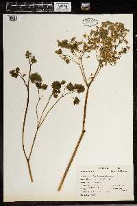 Thalictrum dioicum image