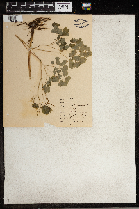 Thalictrum dioicum image