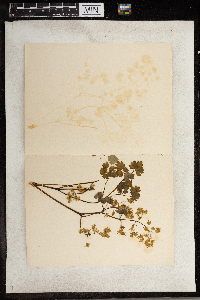 Thalictrum dioicum image