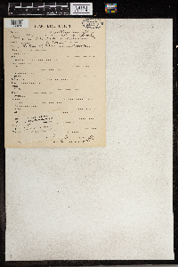 Thalictrum dioicum image