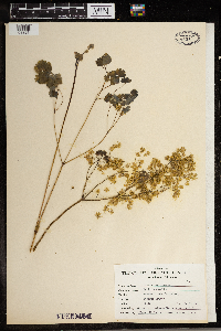 Thalictrum dioicum image