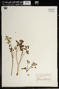 Thalictrum dioicum image