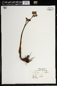 Thalictrum dioicum image