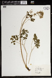 Thalictrum dioicum image