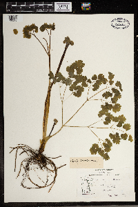 Thalictrum dioicum image