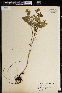 Thalictrum dioicum image