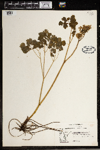 Thalictrum dioicum image