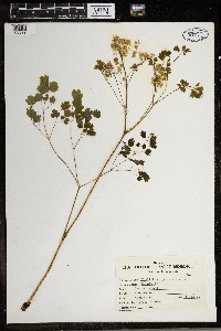 Thalictrum dioicum image