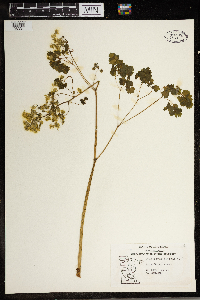 Thalictrum dioicum image