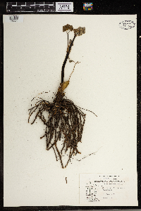 Thalictrum dioicum image