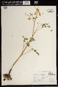 Thalictrum dioicum image