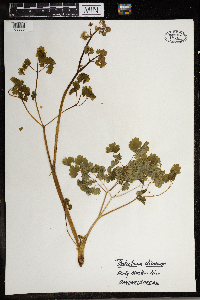Thalictrum dioicum image
